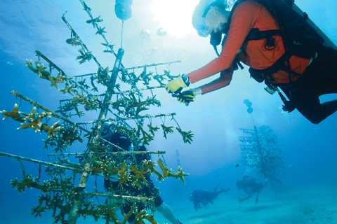 Tackling Coral Restoration
